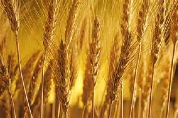 The Feast of Shavuot/Pentecost